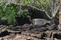 Giant Galapagos Tortoise - Santa Cruz Island in the Galapagos Islands Royalty Free Stock Photo