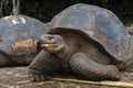 Giant Galapagos Tortoise - Santa Cruz Island in the Galapagos Islands Royalty Free Stock Photo