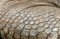 Giant Galapagos Tortoise Skin