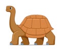 Giant galapagos tortoise standing on a white background