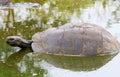 Giant Galapagos Tortoise Swimming Royalty Free Stock Photo