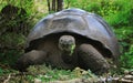 Giant Galapagos tortoise - wild in nature