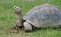 Giant Galapagos Turtle