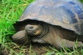 A giant Galapagos turtle