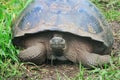 A giant Galapagos turtle