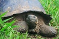 A giant Galapagos turtle