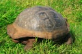 A giant Galapagos turtle