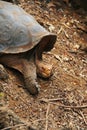 A giant Galapagos turtle