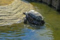 Giant Galapagos turtle coming out of the water close-up. Wildlife. Rare animals Royalty Free Stock Photo