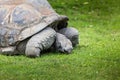 A giant Galapagos turtle, Galapagos islands, Ecuador, South America Royalty Free Stock Photo