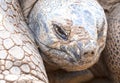 Giant Galapagos turtle walking