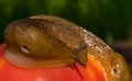 Giant garden slug and ripe juicy red tomato. Summer garden Royalty Free Stock Photo