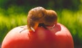 Giant garden slug and ripe red tomato. Summer vegetable garden Royalty Free Stock Photo