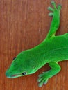 Giant gecko of Madagascar Royalty Free Stock Photo