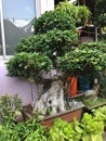 Giant Ginseng Ficus Bonsai Plant