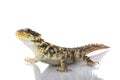 Giant Girdled Lizard Royalty Free Stock Photo