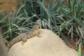 Giant girdled lizard Royalty Free Stock Photo