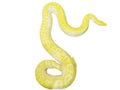 Giant gold boa snake isolate on white background Royalty Free Stock Photo