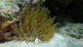 Giant golden anemone or condylactis anemone, giant Caribbean sea anemone, florida condy Condylactis gigantea undersea