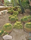 Giant golden barrel cactus