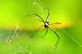 Giant Golden Orb Weaver Spider Royalty Free Stock Photo