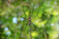 Giant Golden Orb Weaver Spider on Its Web in the Rainforest of Saraburi Province, Thailand Royalty Free Stock Photo