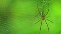 Giant golden orb weaver spider or northern golden orb weaver