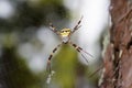 Giant Golden Orb Weaver Spider in northern Thailand