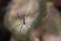 Giant golden orb weaver spider has a hole in its web Royalty Free Stock Photo