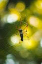 Giant golden orb weaver weaving a large spider web in the jungle. long red-legged weavers back view Royalty Free Stock Photo