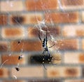 Giant Golden Orb-web Spider (Nephila pilipes) waiting for prey : (pix Sanjiv Shukla)