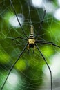 Giant golden orb web spider Nephila pilipes Royalty Free Stock Photo