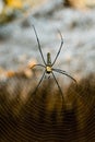 Giant golden orb web spider Nephila pilipes Royalty Free Stock Photo