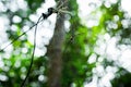 Giant golden orb web spider Nephila pilipes Royalty Free Stock Photo