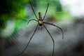 Giant golden orb web spider Nephila pilipes Royalty Free Stock Photo