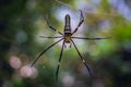 Giant Golden Orb Web spider Nephila pilipes on wild Royalty Free Stock Photo