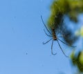 A giant golden orb web spider spins a web in the forest in Sri Lanka, asia