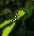 Giant golden orb-web spider in the tropical forests of Sri Lanka Royalty Free Stock Photo