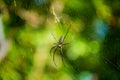 Giant Golden Orbweaver spider hunting in the web at tropical forest. Nephila pilipes. Royalty Free Stock Photo