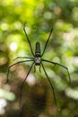 Giant Golden Orbweaver (Nephila pilipes) in Nam Ha National Protected Area, La Royalty Free Stock Photo