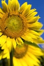 Giant Golden Sunflower Blossoms With Bees Pollinating Royalty Free Stock Photo