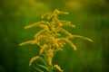 Giant goldenrod in the sunset