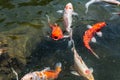 Giant goldfish collects food on the surface of the water