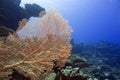 Giant Gorgonian coral