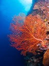 Giant gorgonian coral