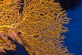 Giant gorgonian in tropical sea, underwater Royalty Free Stock Photo