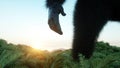 Giant gorilla and helicopter in jungle. Prehistoric animal and monster. Realistic fur. 3d rendering.