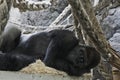 Gorilla at the zoo Royalty Free Stock Photo