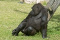 giant gorilla resting at the zoo