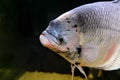 Giant Gourami